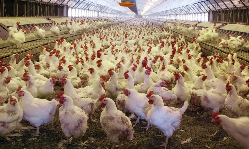Σφαγή! Η Τσεχία θα θανατώσει 80.000 κοτόπουλα λόγω της γρίπης των πτηνών
